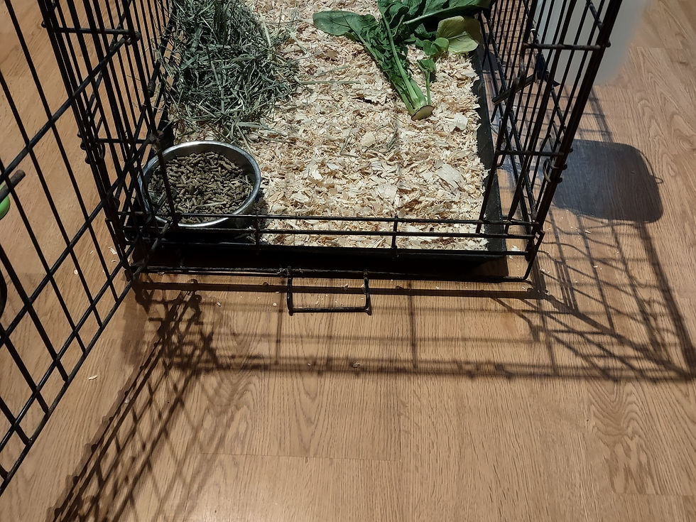 My temporary rabbit cage