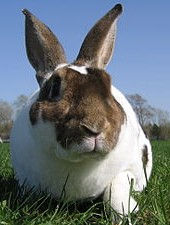 dual purpose rabbit for meat and fur.