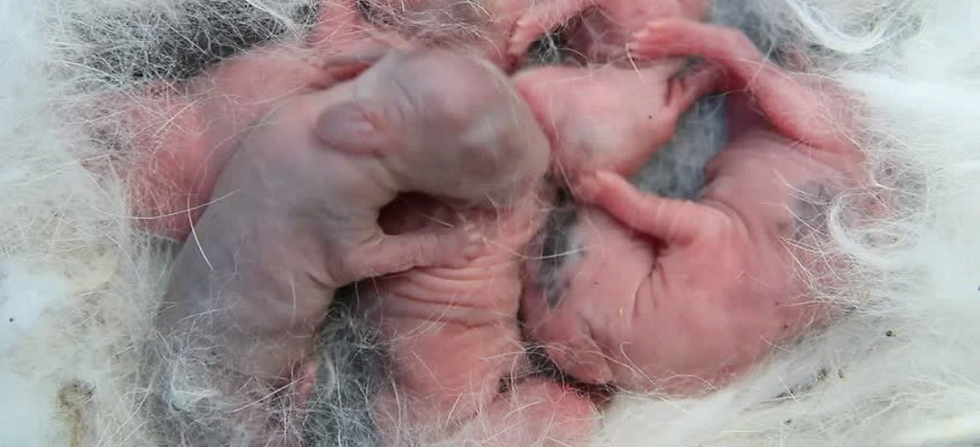 Newborn kits in a nest made of their moms fur.