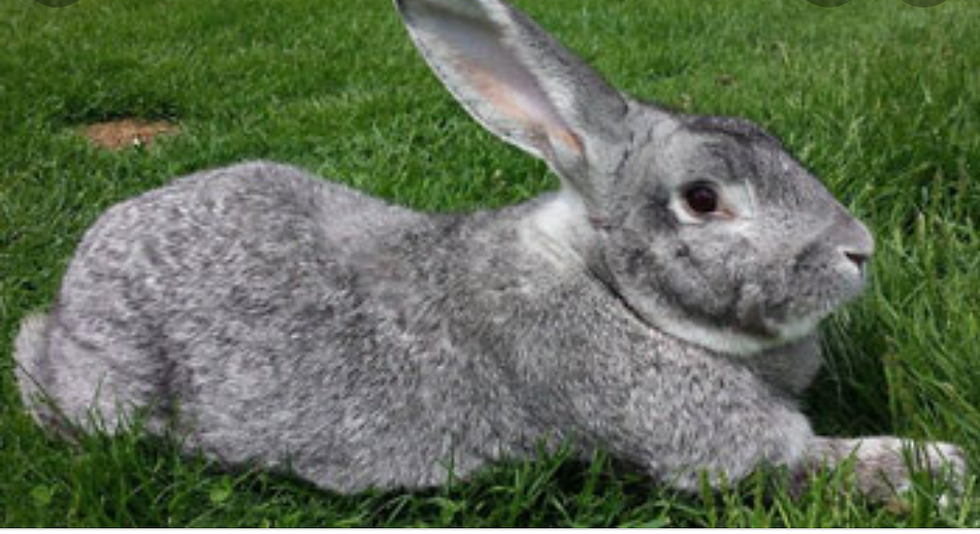 Flemish giant rabbits grow up to 20 pounds
