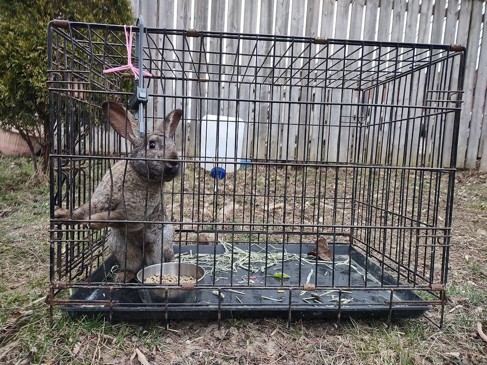 Guy the new Zealand doe in her temporary quarantine cage
