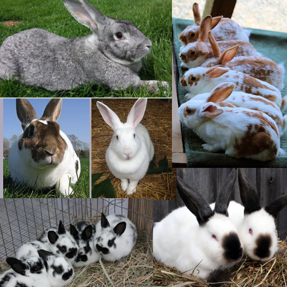 What are the best meat rabbit breeds