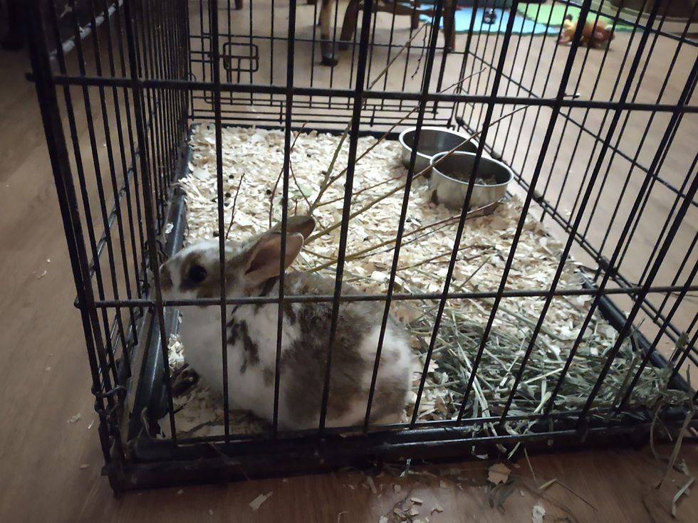 Temporary quarantine pen for a new doe