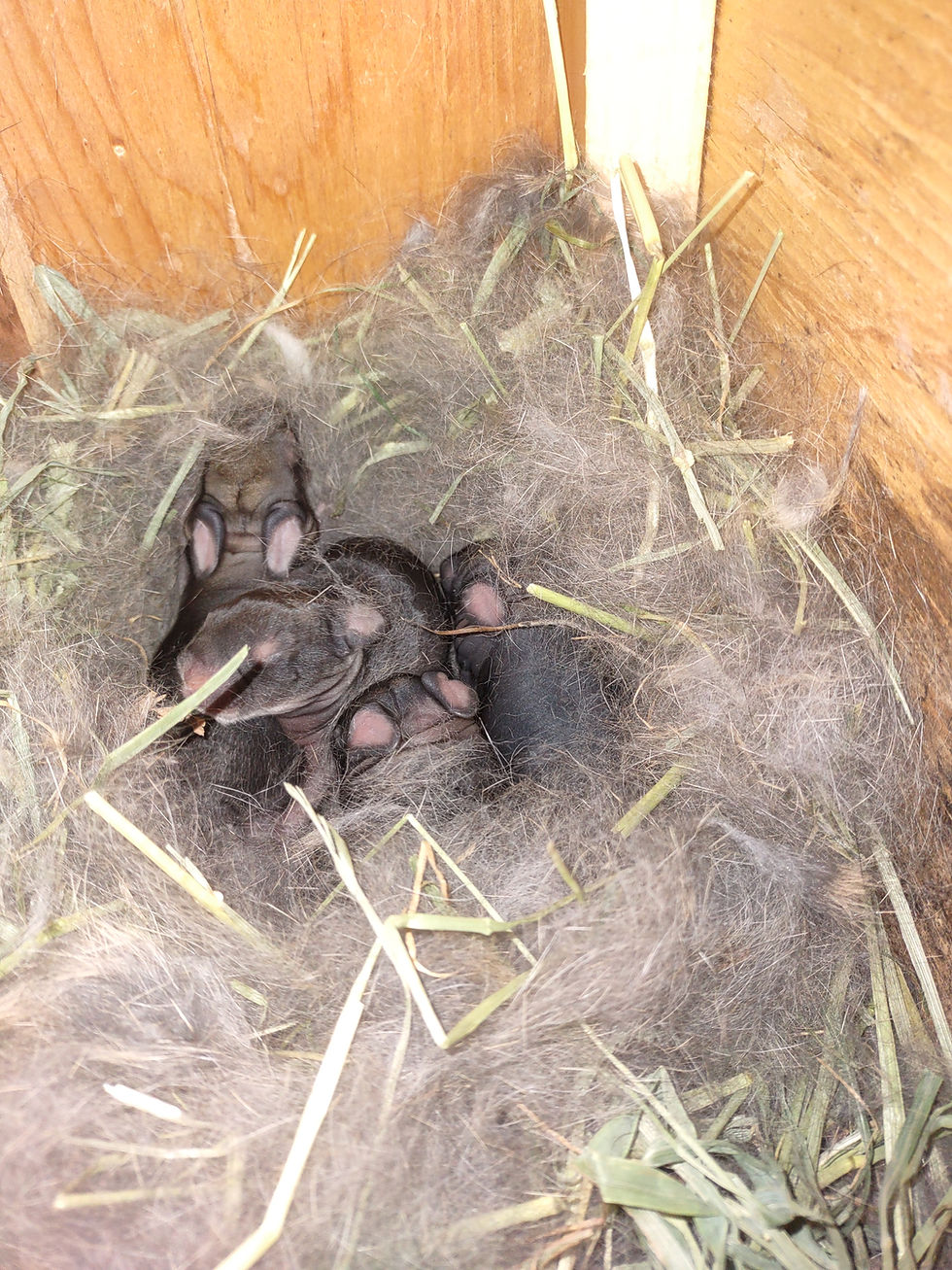 Surprise! Kits are here