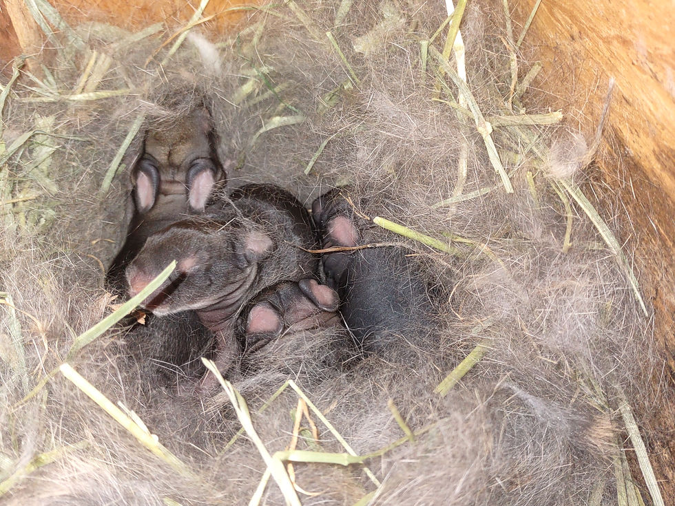 Four New Zealand kits from a first time mom.