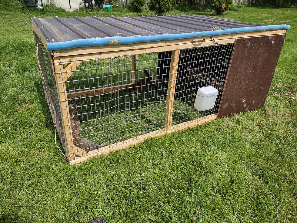 A rabbit tractor for daily grazing