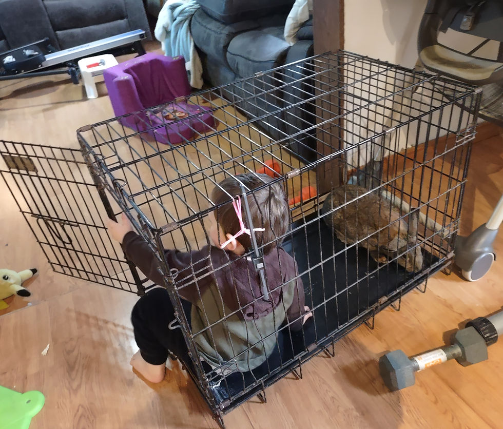 New Zealand doe meeting my toddler