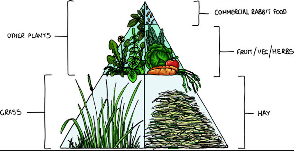 Feeding your rabbits and figuring out what your meat is costing you.