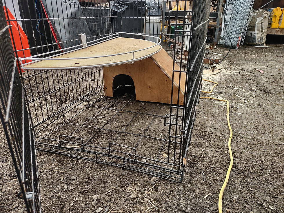 A large dog crate that is now being used as a rabbit cage, complete with hideout and shelf.