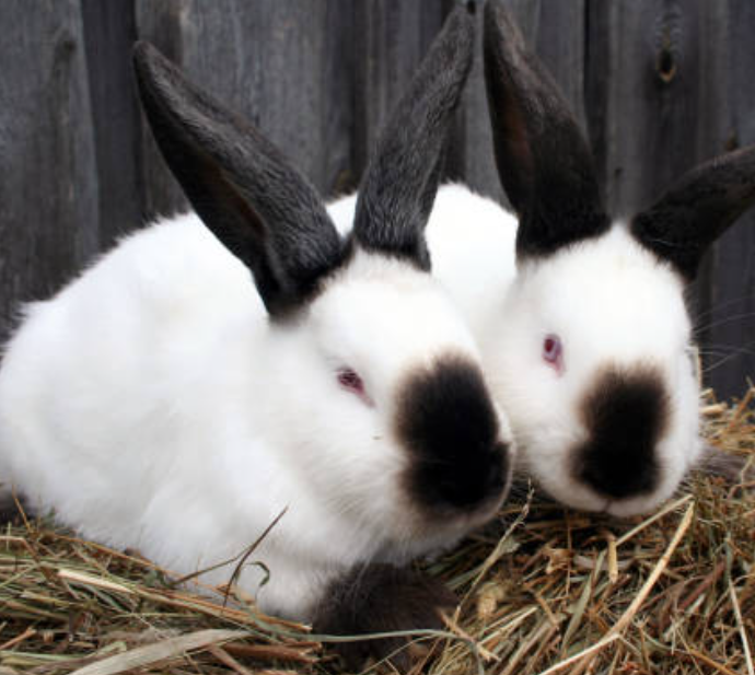 A medium sized rabbit