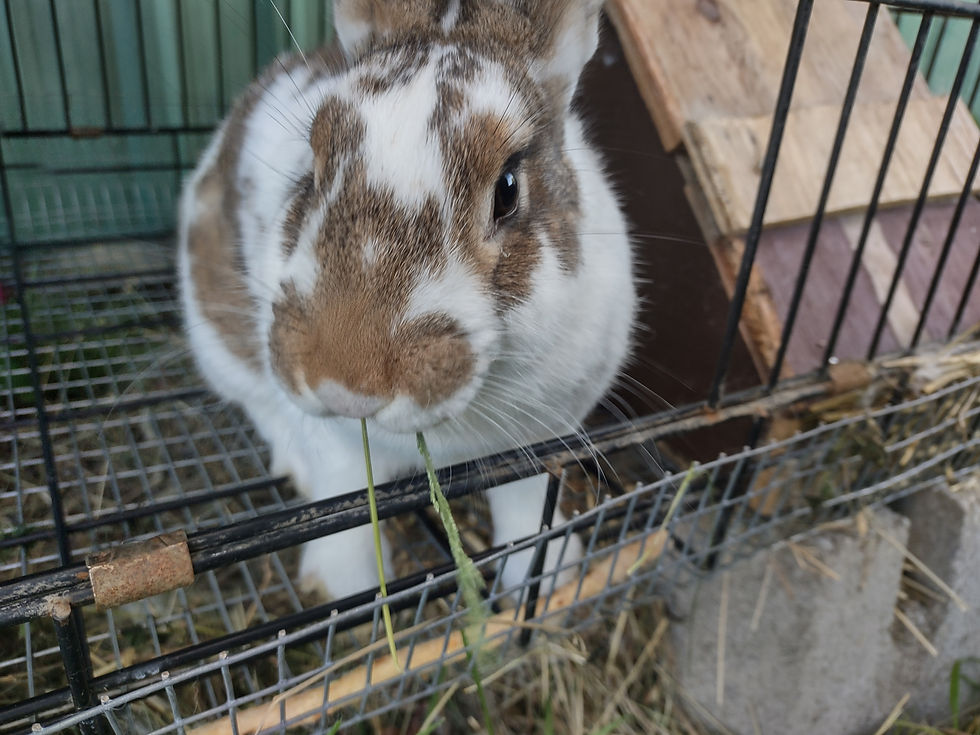 Bunnicula outside her hideout nest