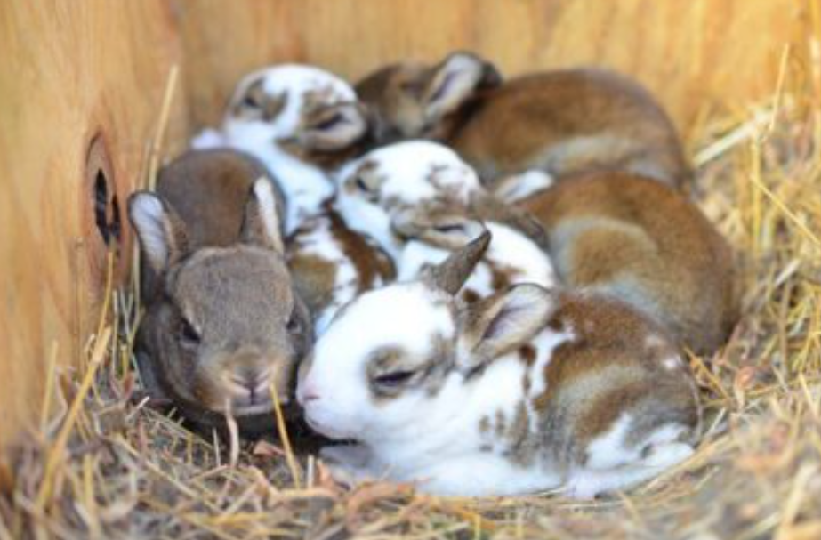 How much meat can I get from raising rabbits and how many meat rabbits should I have?