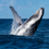 Miniatura: 3D/2N Manta - Frailes - Montañita - Avistamiento de Ballenas