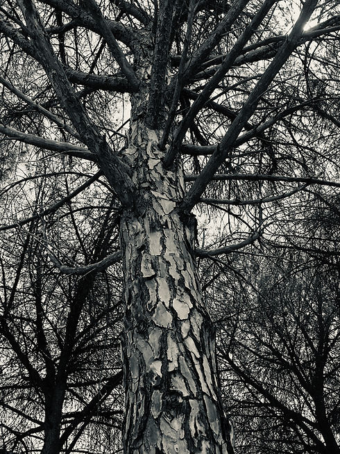 Reflective space for teams and professionals in London, supporting workplace wellbeing, burnout prevention, and emotional safety.