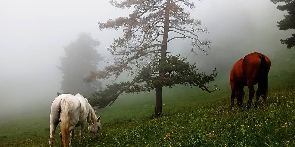Horse Spirited Retir