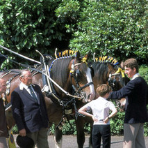 The Coalite horses and cart in Parkhall. Clydebank Centenary Celebrations 1986 - photo by Sam Gibson