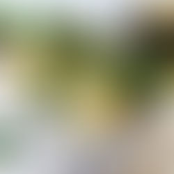 TACO MEÐ KJÚKLINGI OG FERSKUM MAÍS