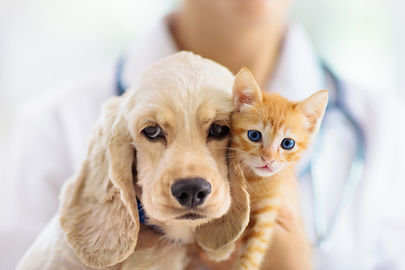 しののい動物病院