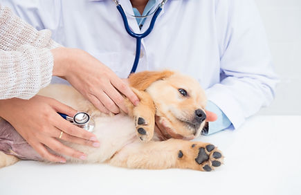 犬・猫の診療