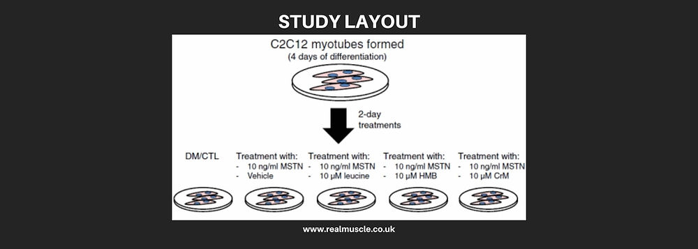 How Leucine, HMB & Creatine Inhibits Myostatin (Explained)