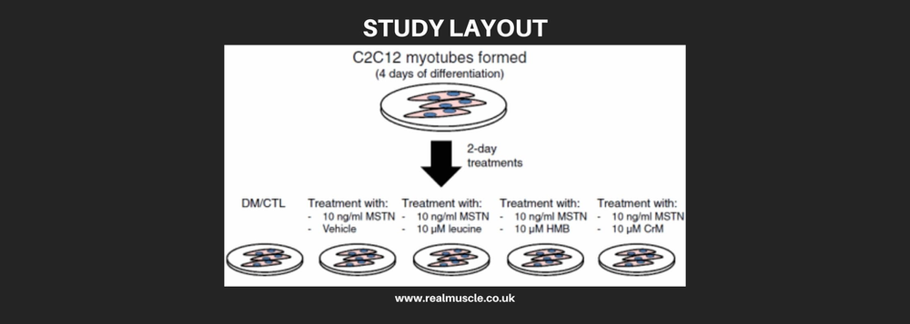 myostatin hmb leucine creatine study layout