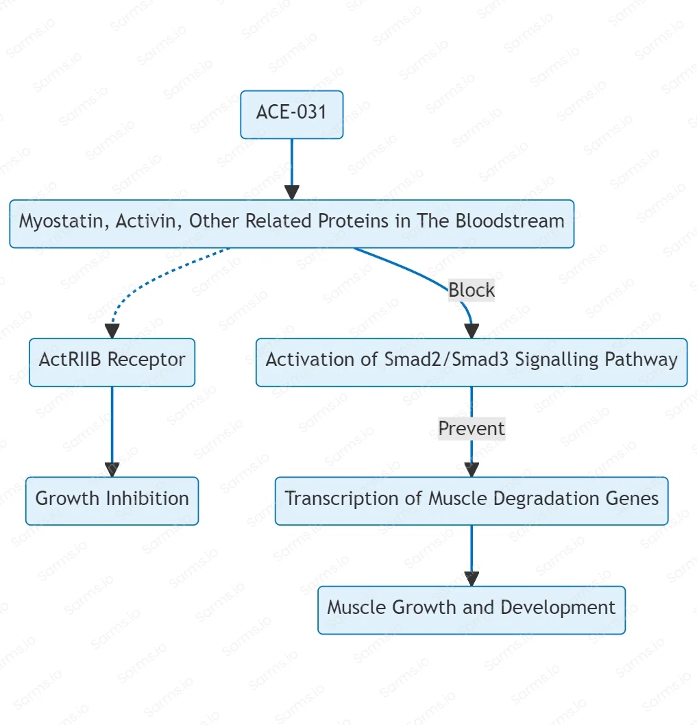 ace-031 mechanism of action diagram