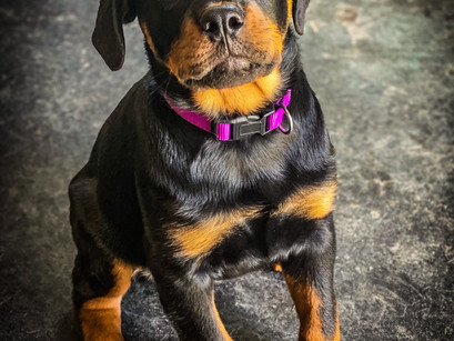 Rottie Kona in for Puppy Imprinting