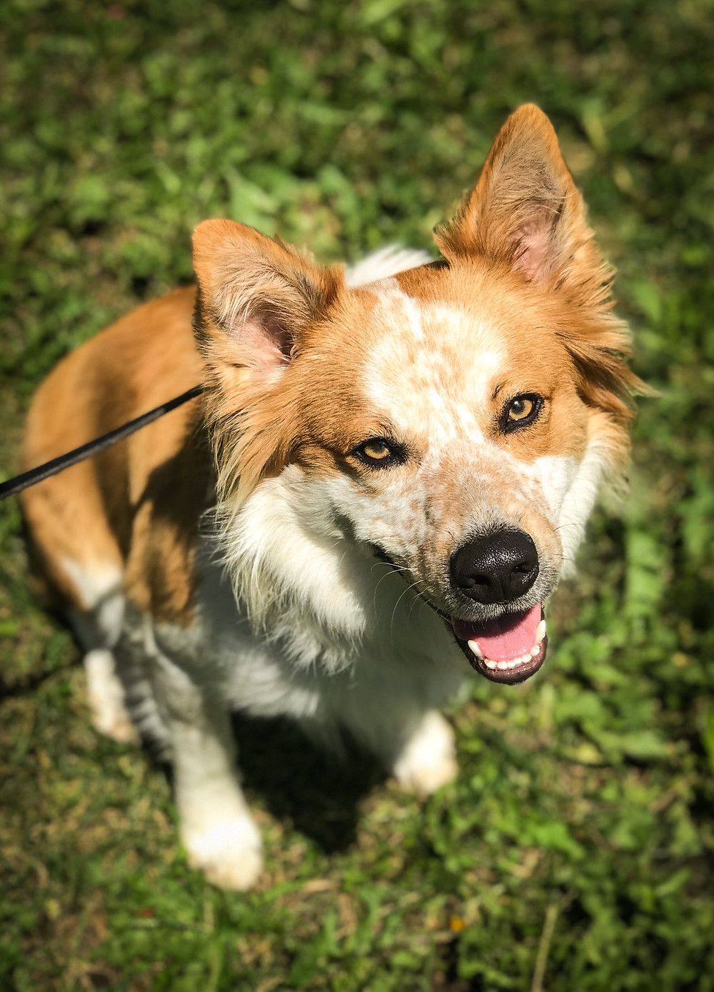 dog training missoula