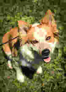 dog training missoula