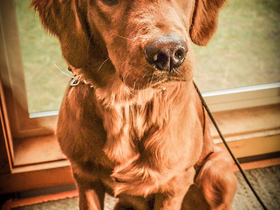 K9 Marley Wraps His Fundamental K9 Program