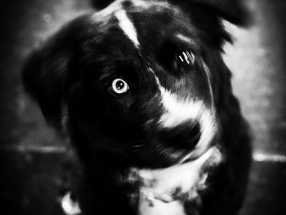 Hugo in for Puppy Imprinting