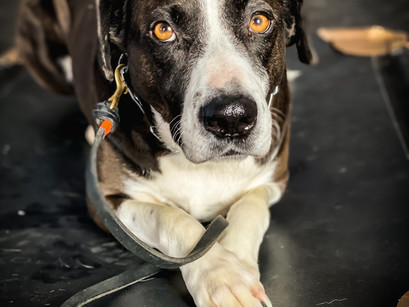 Sweet Ike in for Training