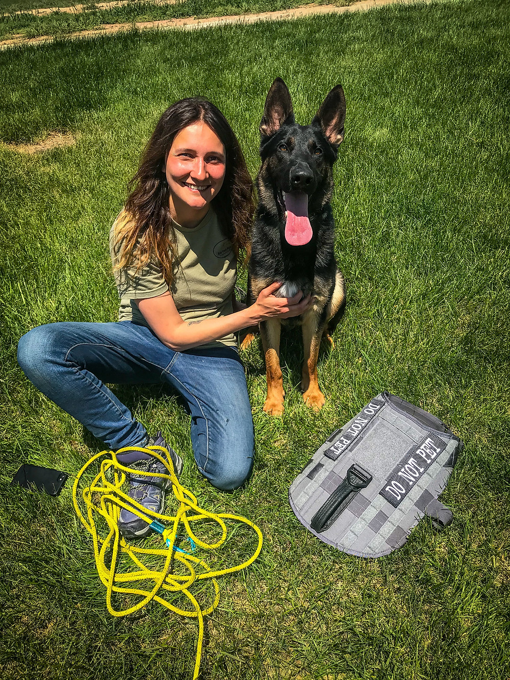 tracking dog, german shepherd