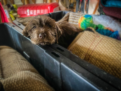 Pudelpointer in for Imprinting