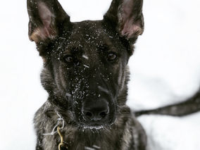 RYP ROLL CALL 2.11.19