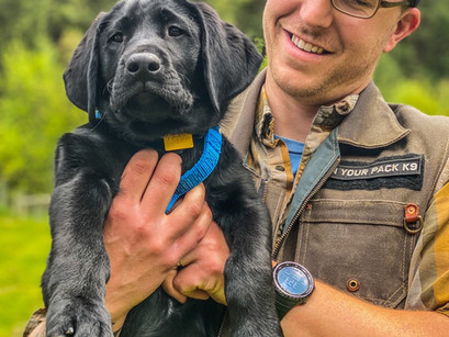Lab Talent Rambo