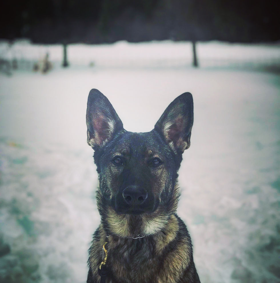 dog training missoula, dog trainer missoula
