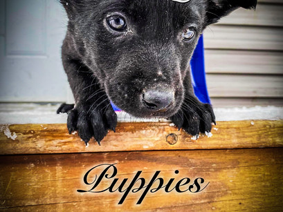 Puppies in for Foundation Training Early 2020