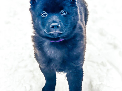 Schipperke in for Puppy Imprinting