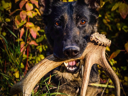 Shed Hunting in Fall Colors