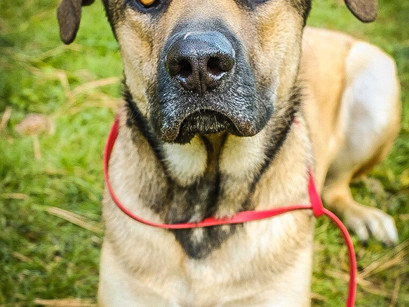 K9 Hades in for Training