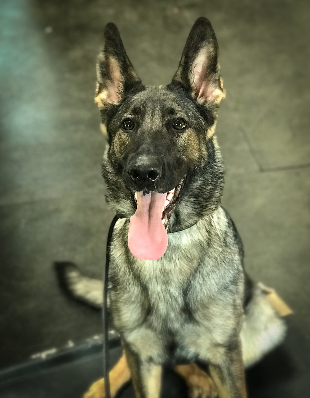 dog training missoula