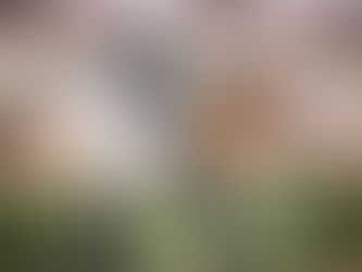 RYP Bite Work/Decoy Continuing Ed