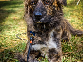 Lovely Luna Back in For Training