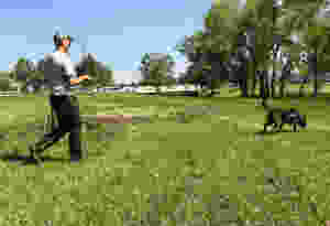 Tracking dog, blood tracking dog, dutch shepherd