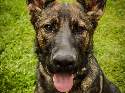 On Track with K9 Sasha