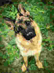 dog training missoula