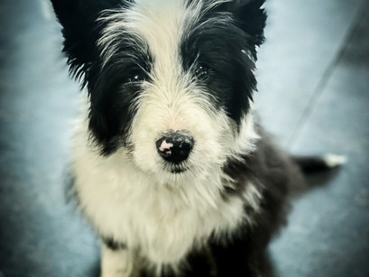 Pepper in for Puppy Imprinting
