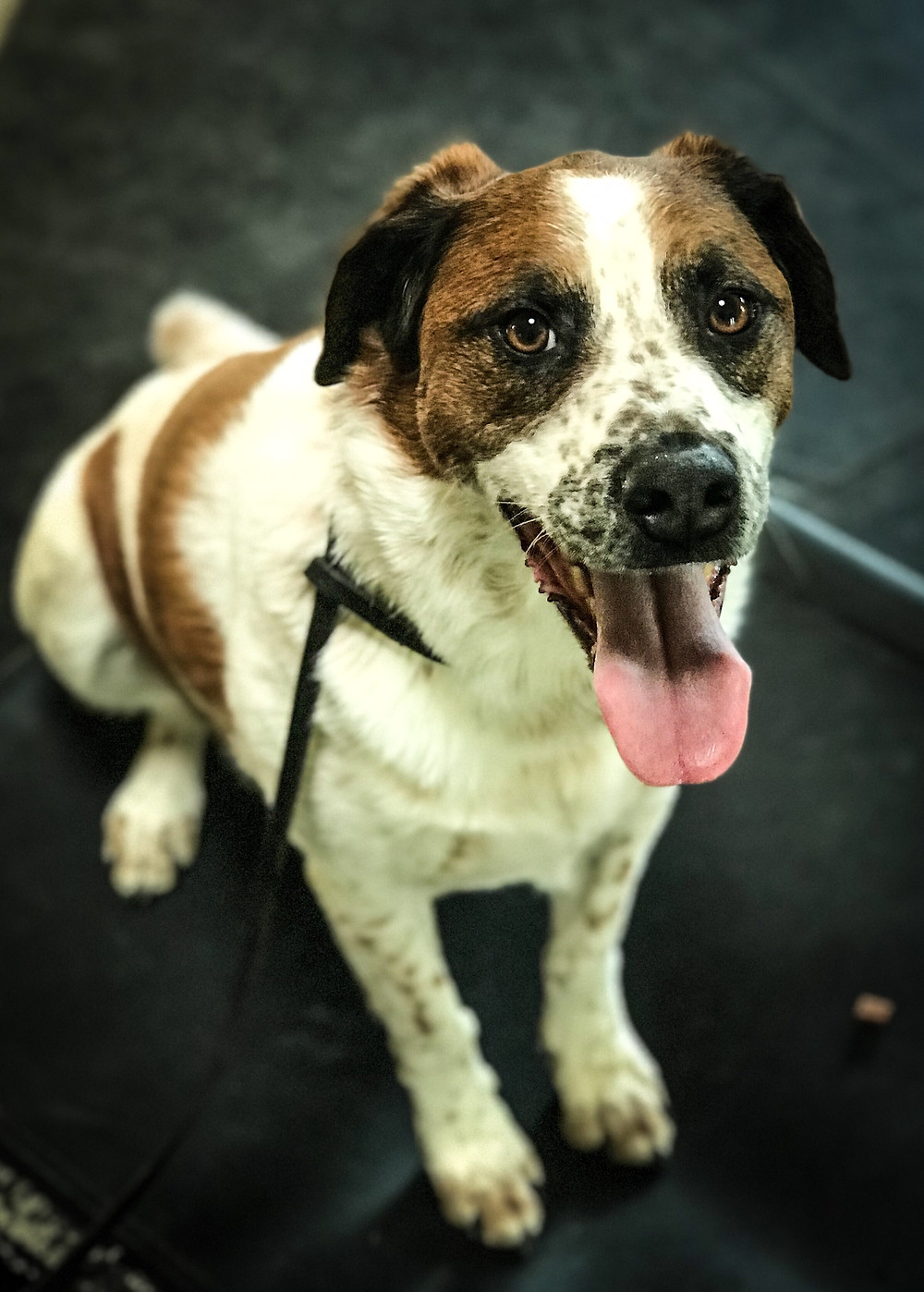 dog training missoula