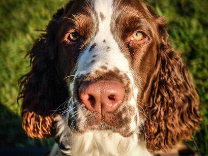 K9 Henry Back at RYP for Off Leash Training